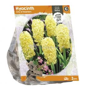 Baltus Hyacinthus City of Haarlem bloembollen per 3 stuks